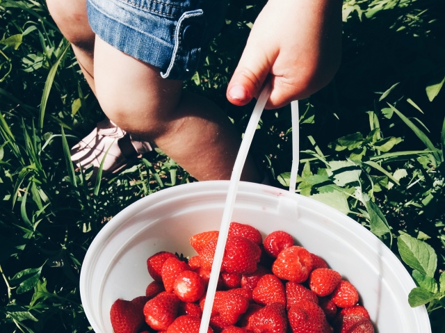 Strawberry picking at Abbotsford Maan Farms